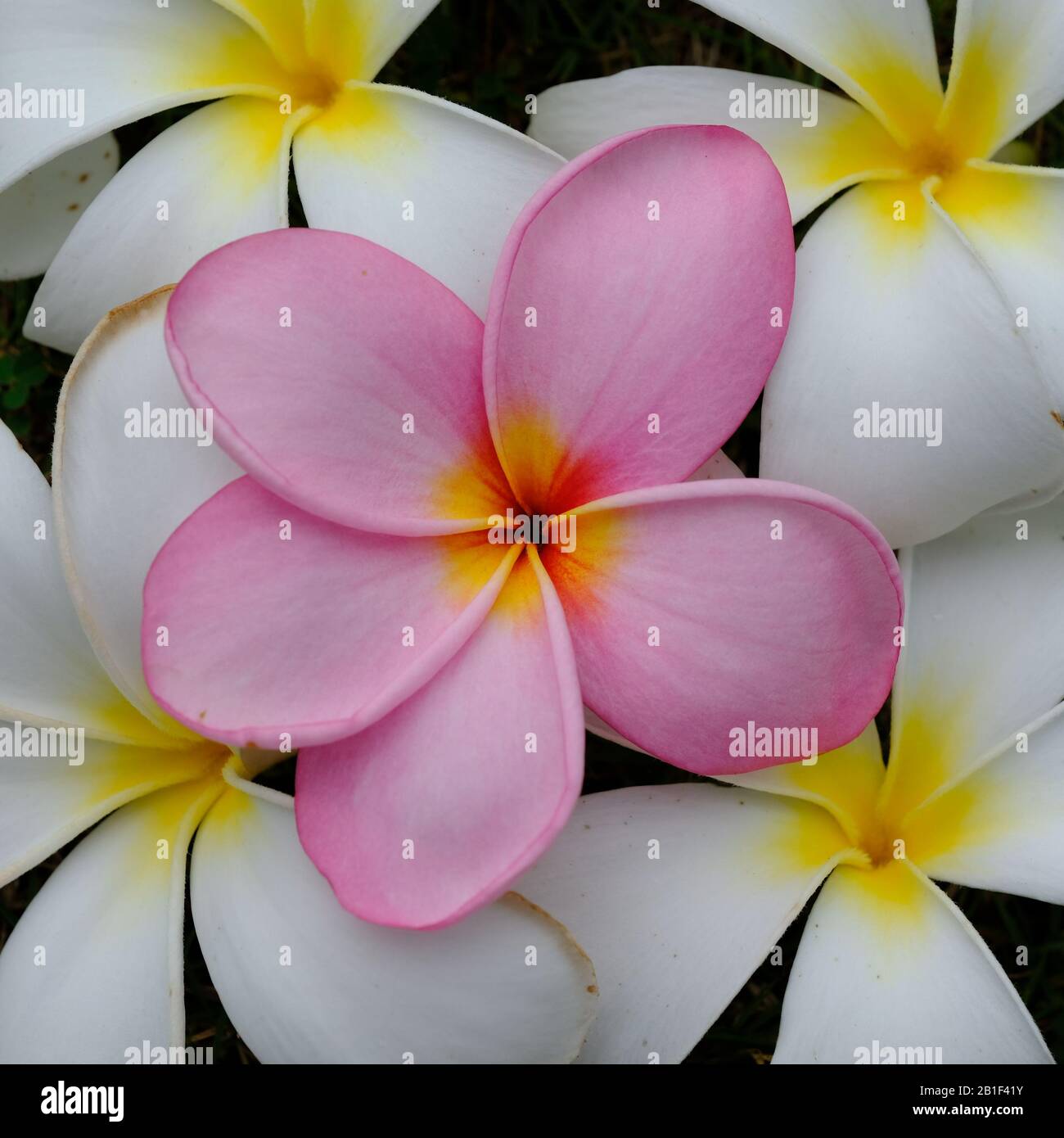 Batam Indonesia - Frangipani Plumeria Fiori Foto Stock