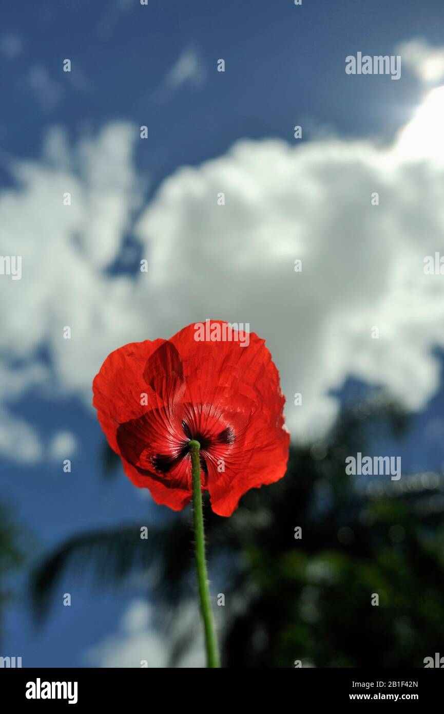 Papaver rhoeas (papavero di mais, rosa di mais, papavero di campo, papavero delle Fiandre, papavero rosso), nel giardino suburbano. Vista al piano terra, contro le nuvole nel cielo blu. Foto Stock
