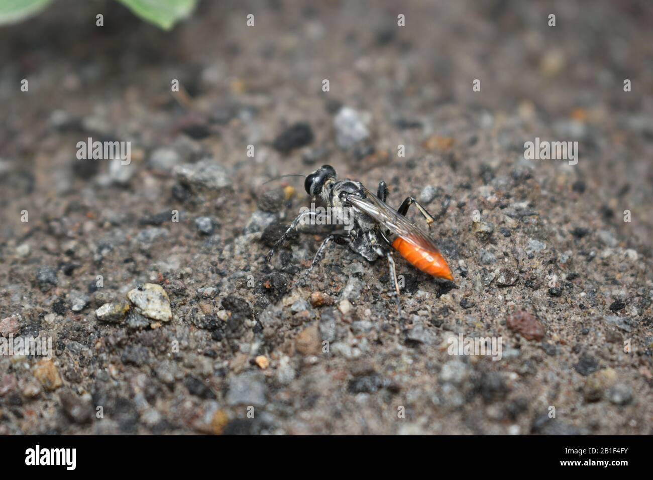 Una foto ravvicinata di vespe di sabbia (Tribe PSENini) che strisciare su sabbia bagnata durante le stagioni piovose. Surakarta, Indonesia Foto Stock