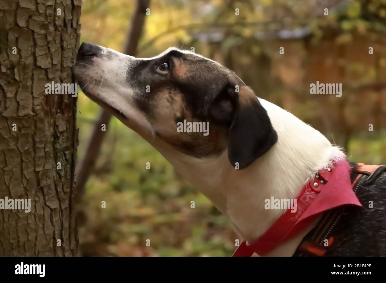 Cani sniffing su albero guardando upwars Foto Stock