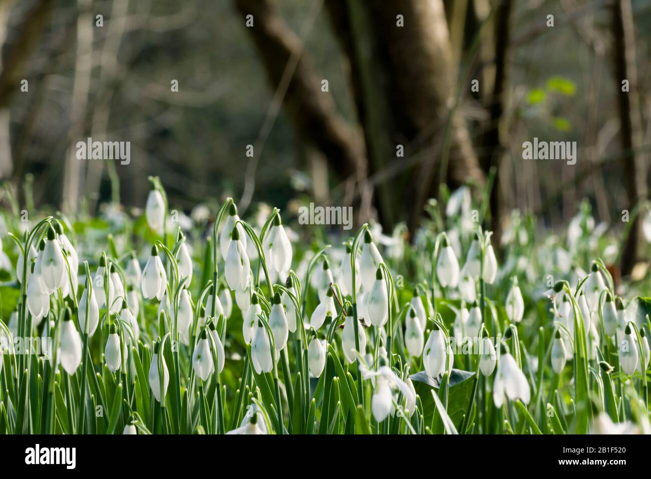Innevamento in inverno alla piantagione e Bluebell Field a Uphill, Weston-super-Mare, North Somerset, Inghilterra. Foto Stock