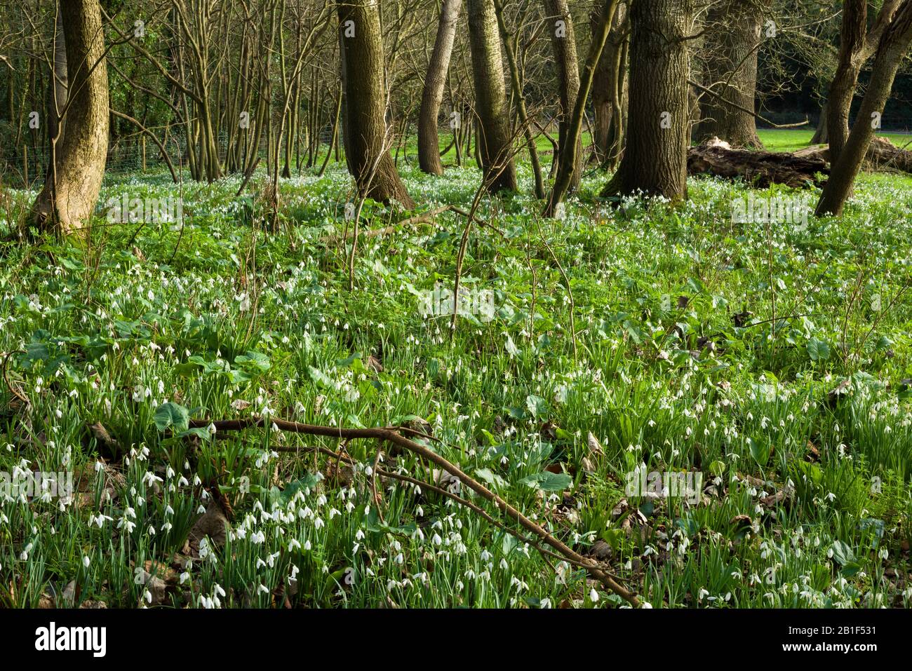 Innevamento in inverno alla piantagione e Bluebell Field a Uphill, Weston-super-Mare, North Somerset, Inghilterra. Foto Stock