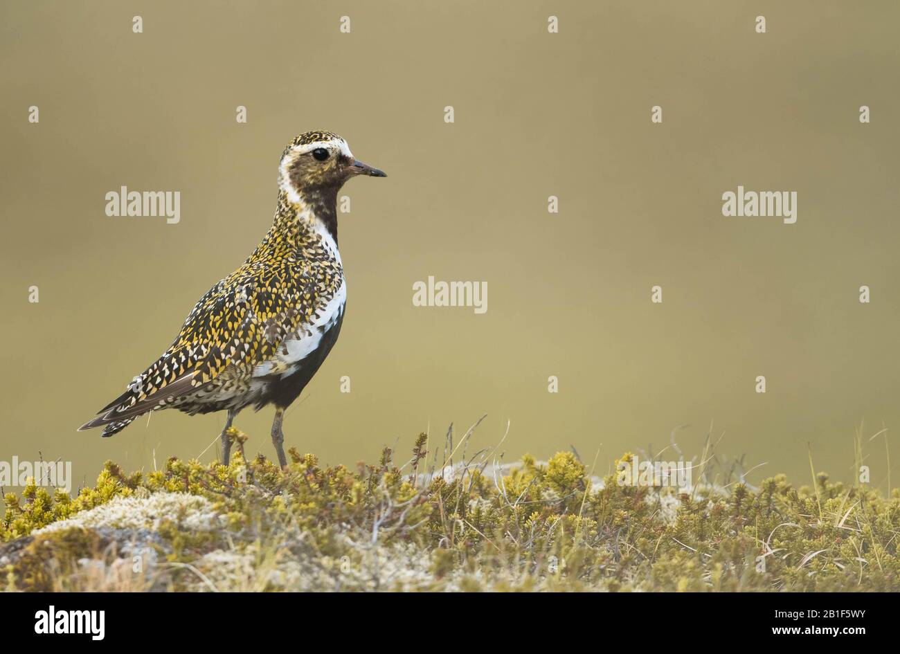 Un amante d'oro (Pluvialis Apricaria) su un affioramento roccioso e mossy preso a Borgarnes, in Islanda durante l'estate. Foto Stock