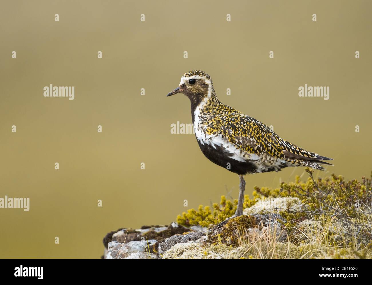 Un amante d'oro (Pluvialis Apricaria) su un affioramento roccioso e mossy preso a Borgarnes, in Islanda durante l'estate. Foto Stock