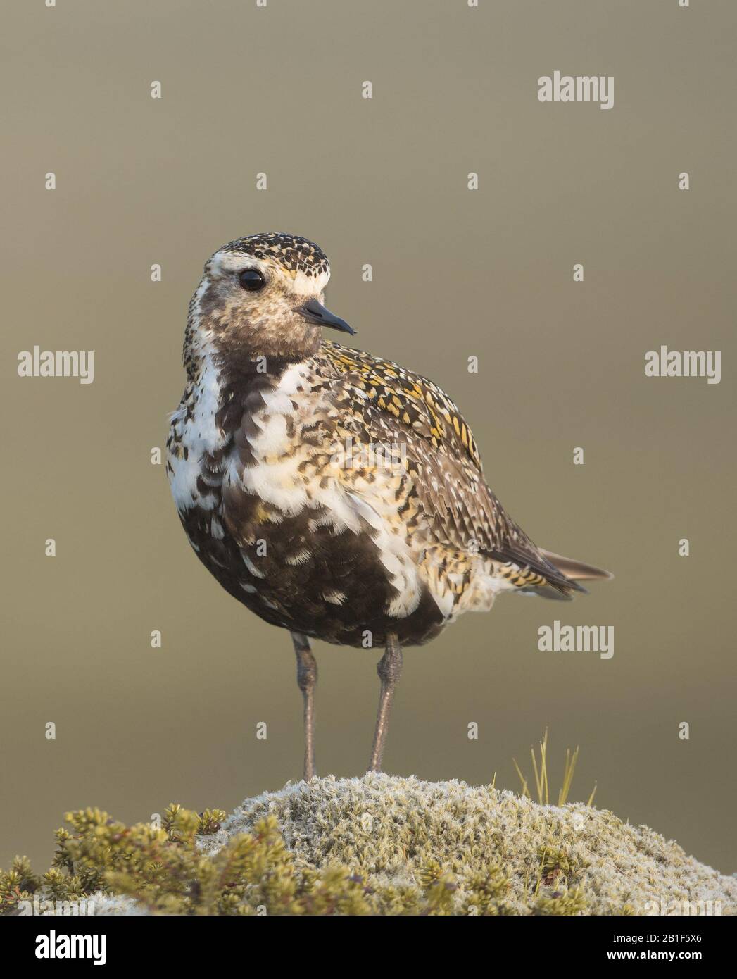 Un amante d'oro (Pluvialis Apricaria) su un affioramento roccioso e mossy preso a Borgarnes, in Islanda durante l'estate. Foto Stock
