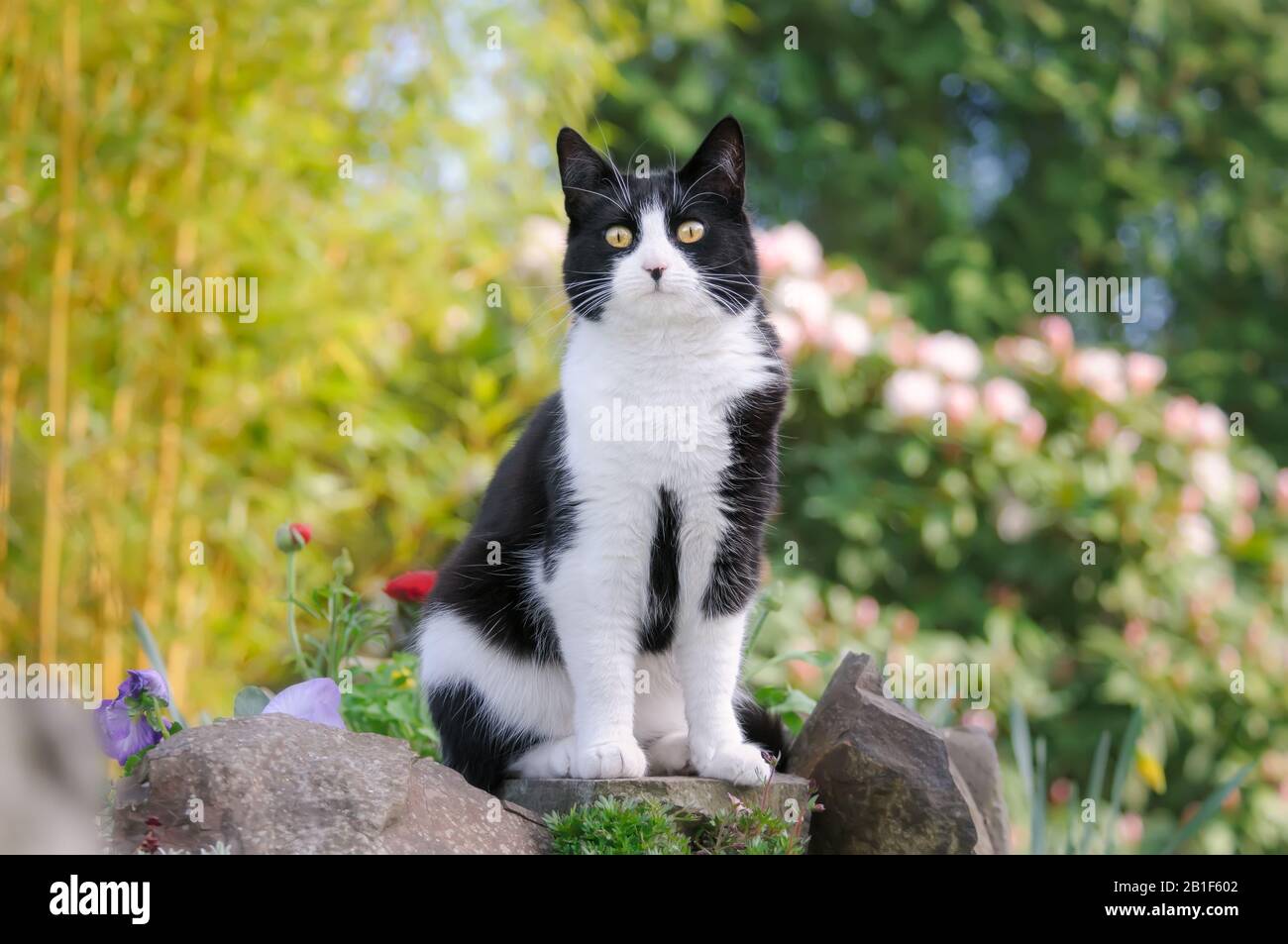 Adorabile gatto Shorthair europeo, tuxedo modello bicolore bianco e nero, seduto curiosamente su un muro di pietra in un giardino fiorito in primavera, Germania Foto Stock