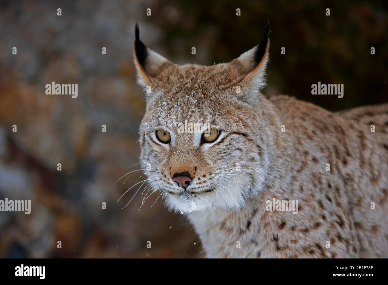 Lynx eurasiatica (Lynx lynx), adulto, prigioniero, in inverno, ritratto, Montana, Nord America, USA Foto Stock