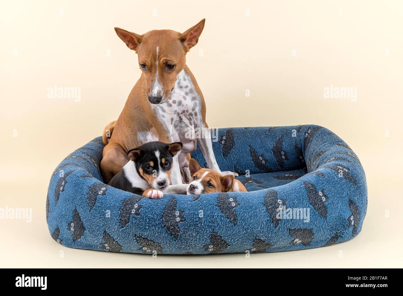 Basenji o Congo Terrier (Canis lupus familiaris), madre con cuccioli, seduta in lettino, scatto studio, sfondo chiaro, Austria Foto Stock