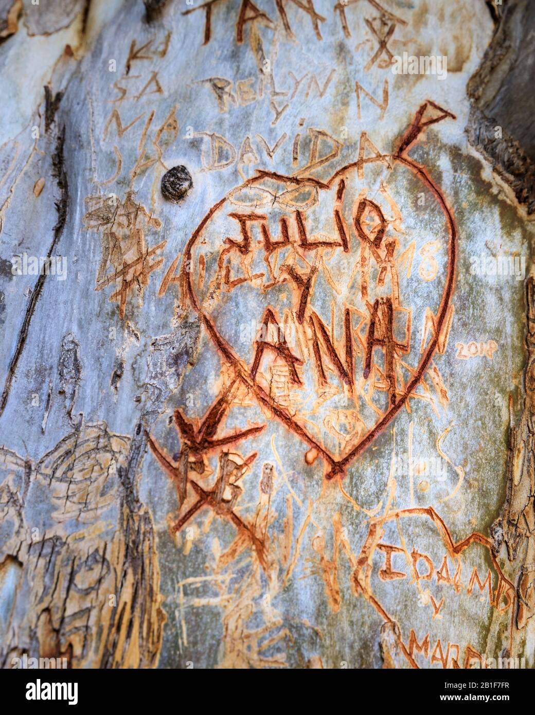 Amore cuore iscrizione, iniziali e messaggi d'amore scolpiti nella corteccia di un albero in Gran canaria Spagna Foto Stock