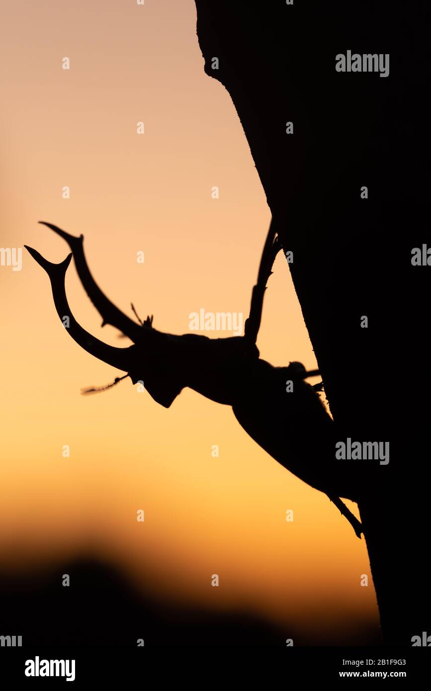 Maggie Stage Beetle (Lucanus elaphus) maschio sihouetted contro il cielo predice. Congaree National Park, Carolina Del Sud. Foto Stock