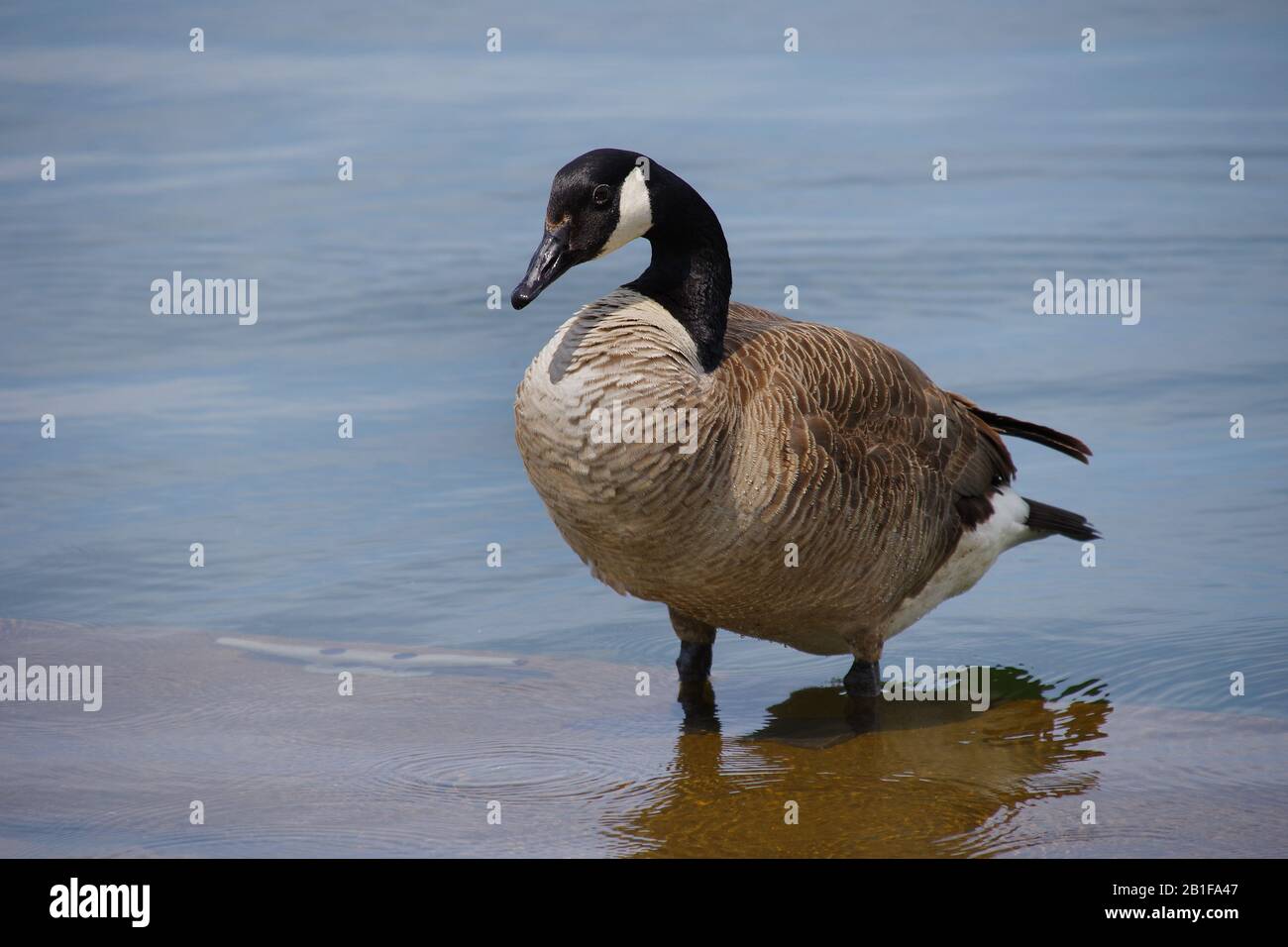 Goose in piedi in acqua poco profonda Foto Stock