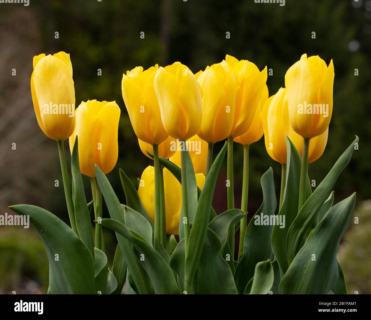 Close-up di tulipani gialli Foto Stock