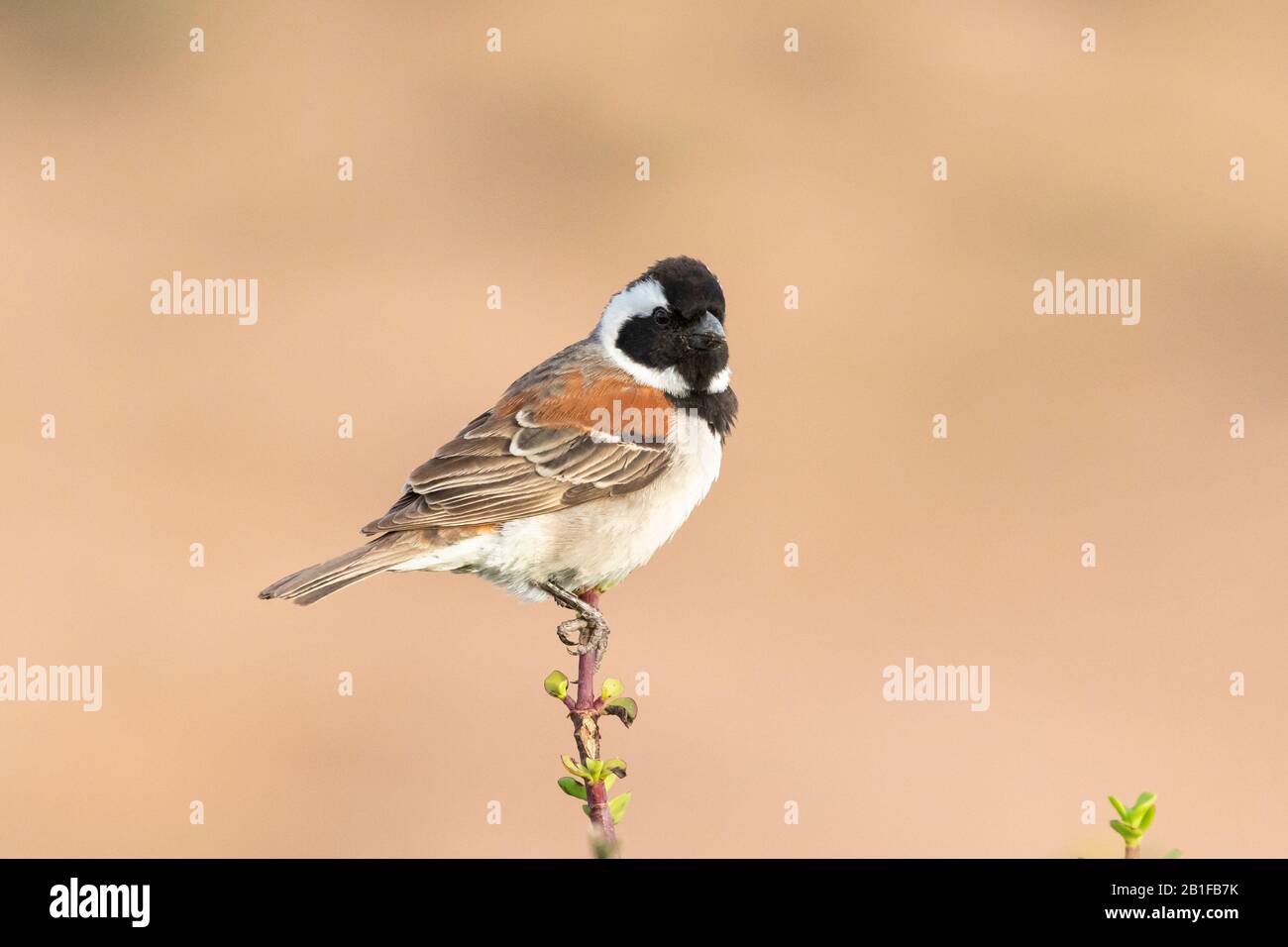 Capo Sparrow maschio (Passer melanurus) arroccato su Spekboom (Portulacaria afra) Capo orientale, Sudafrica Foto Stock