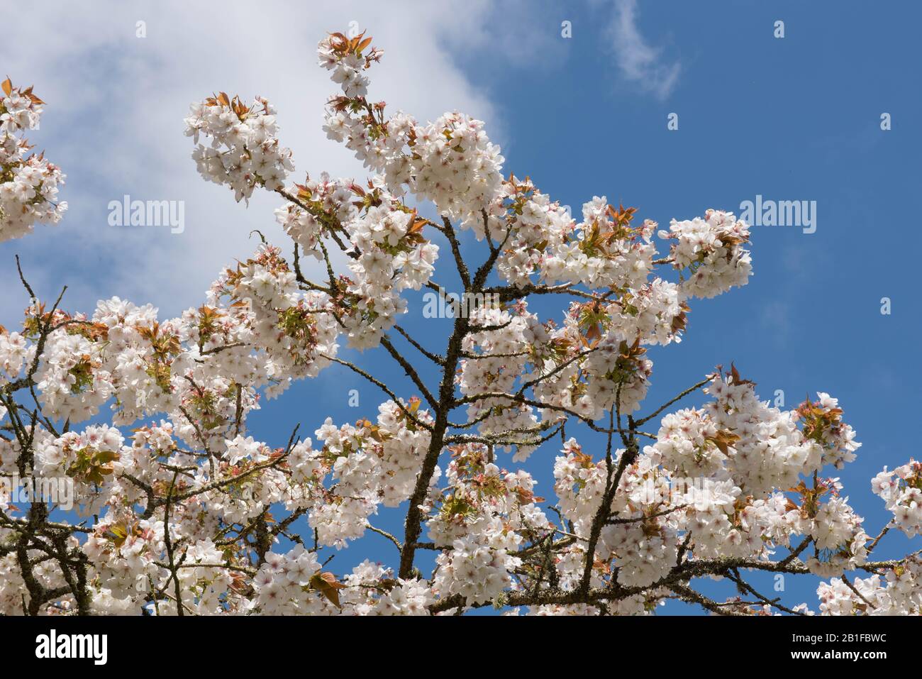 Primavera Blossom del grande albero bianco della ciliegia (Prunus 'Tai-haku') sul bordo di un lago in un giardino in Devon rurale, Inghilterra, Regno Unito Foto Stock