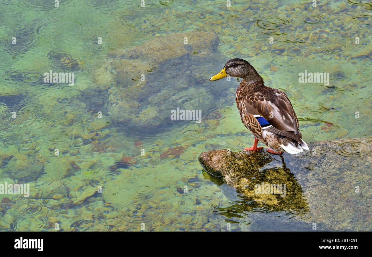 Anatra a Traunsee a Gmunden, Austria Foto Stock