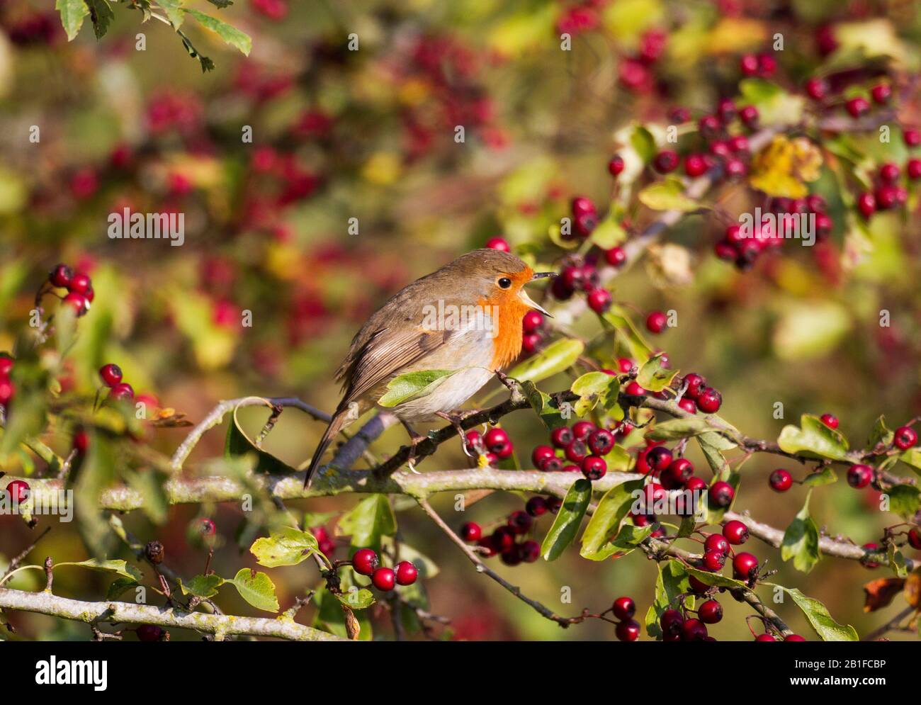 Robin europeo, Erithacus rubecula, in autunno Foto Stock