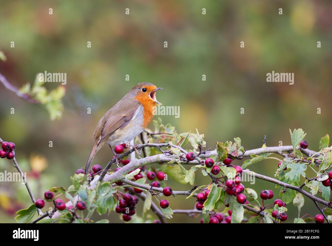 Robin europeo, Erithacus rubecula, in autunno Foto Stock