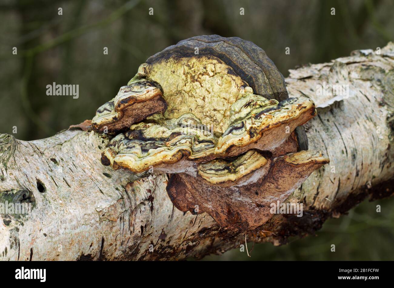 Strano deformato Beeswax staffa fungo crescente sul gambo di rotazione di un albero di betulla Foto Stock