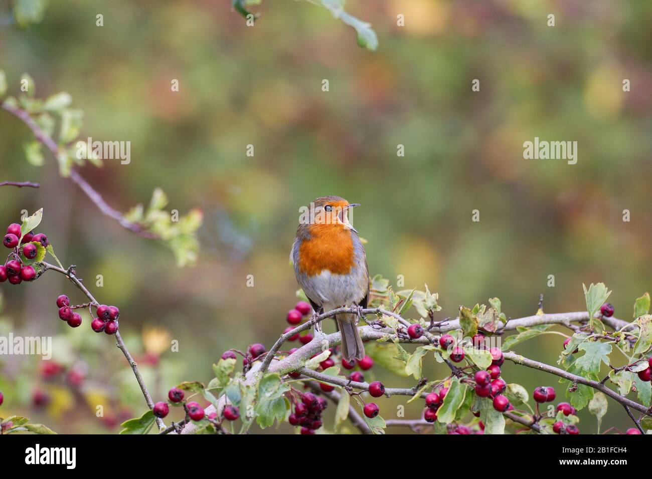 Robin europeo, Erithacus rubecula, in autunno Foto Stock