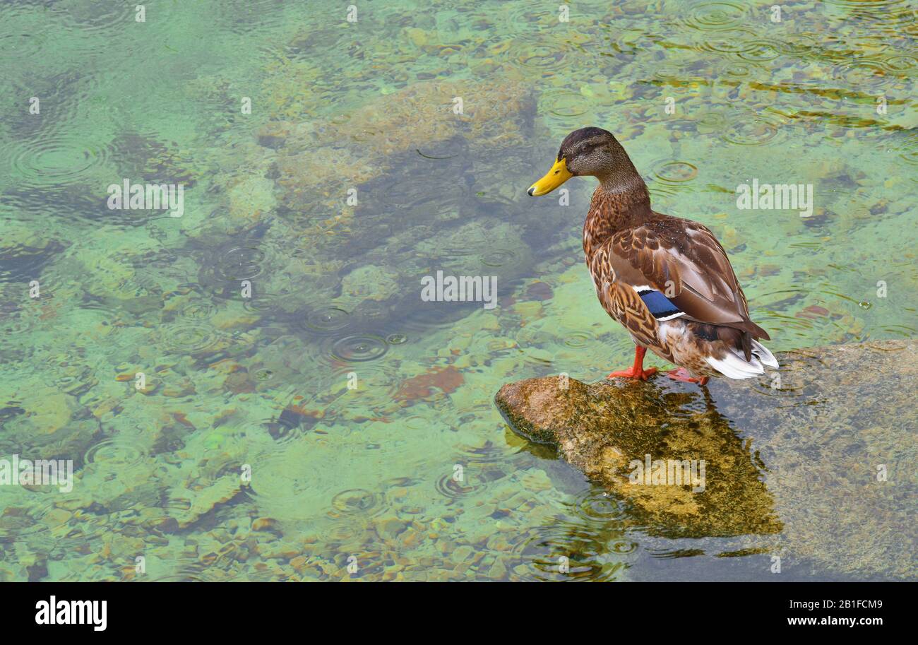 Anatra a Traunsee a Gmunden, Austria Foto Stock