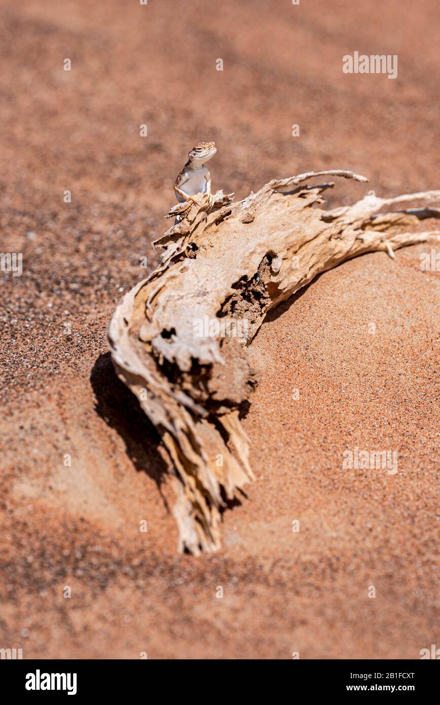 agama (Phrynocefalo arabico) a testa di rospo arabo nel deserto, in piedi su un tronco morto, Foto Stock