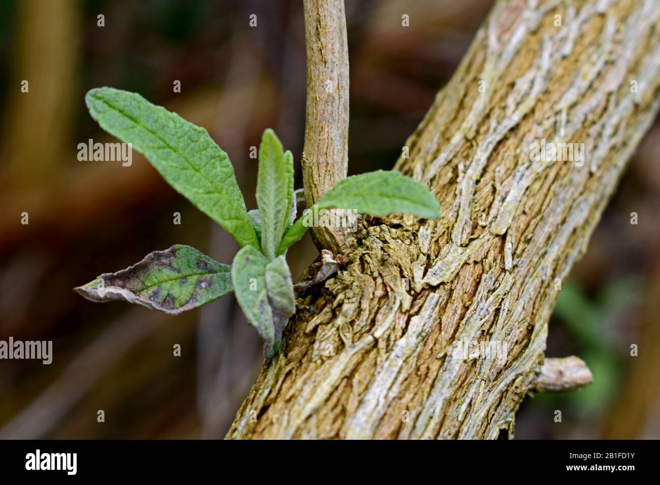 Primo piano di foglie verdi che crescono su un tronco di albero Foto Stock