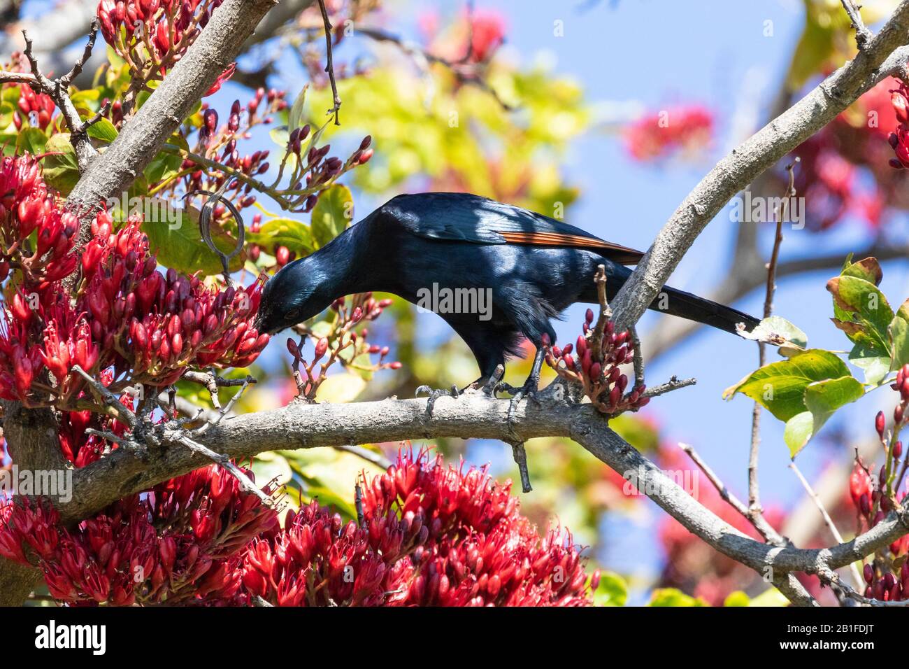 Starling maschile con ali rosse (Onychognathus morio) che perdona su un albero Pianto di Boer Bean (Schotia brachypetala), Boulders Beach Simonstown, Città del Capo, Sou Foto Stock