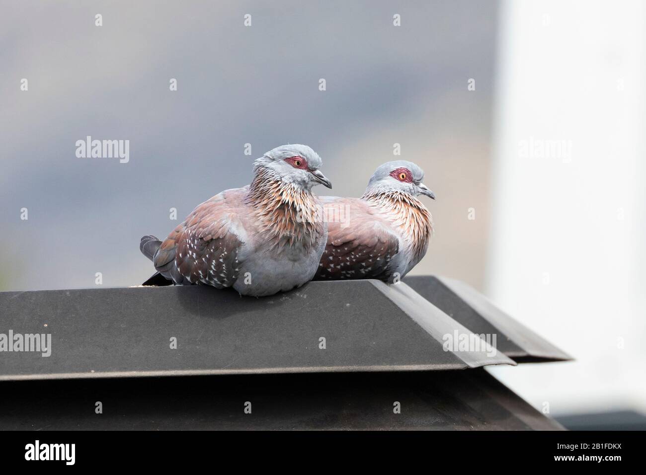 Coppia di piccioni Speckled o Pigeons Rock (Columba cavia) che ruggeva su un camino Western Cape, Sud Africa Foto Stock