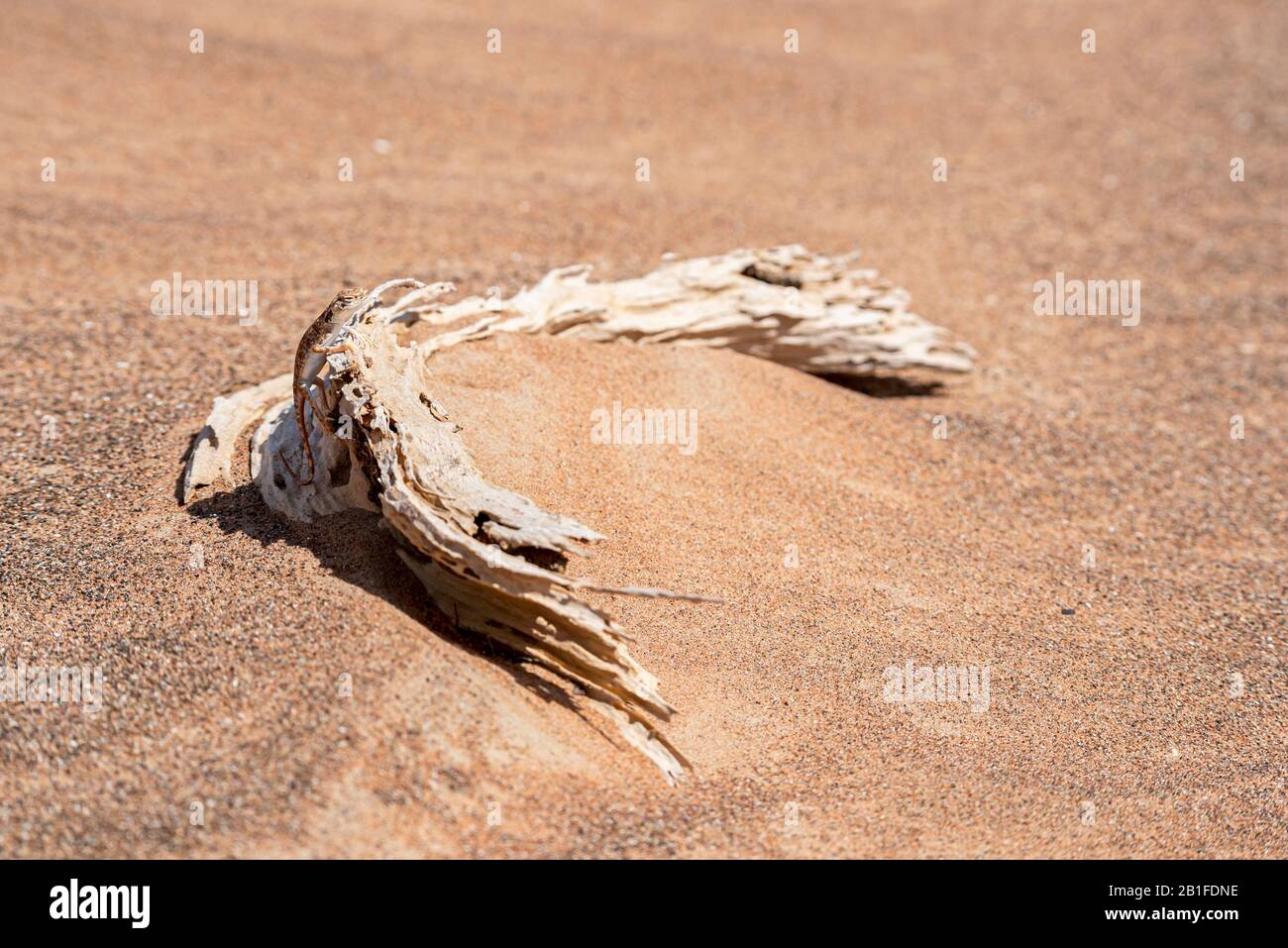 agama (Phrynocefalo arabico) a testa di rospo arabo nel deserto, in piedi su un tronco morto, Foto Stock