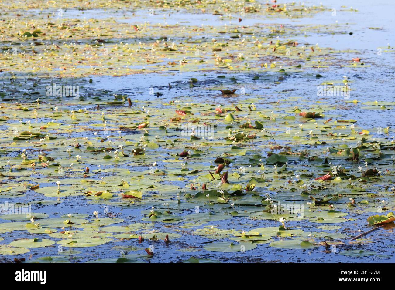 Zone umide lilly pad nel lago Kununurra, Australia Occidentale Foto Stock