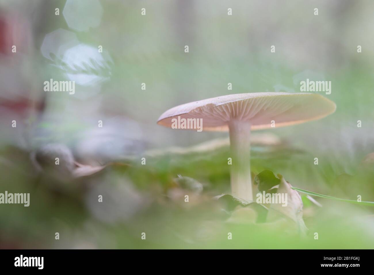 Larrabetzu, Bizkaia/Paesi Baschi; 27 Ottobre 2017. Un fungo su figliata di foglia Foto Stock