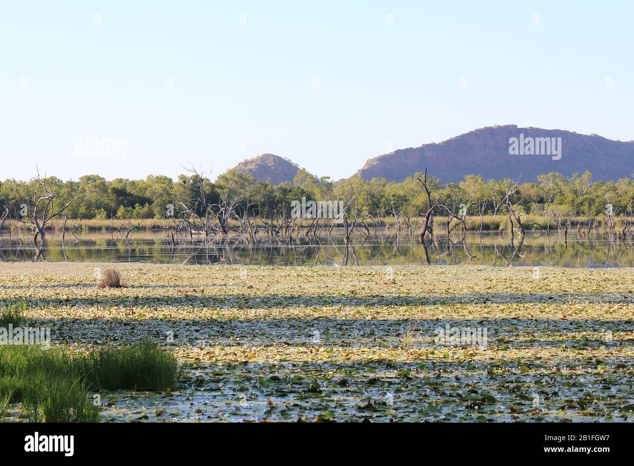 Kununurra Zone Umide Australia Occidentale Foto Stock