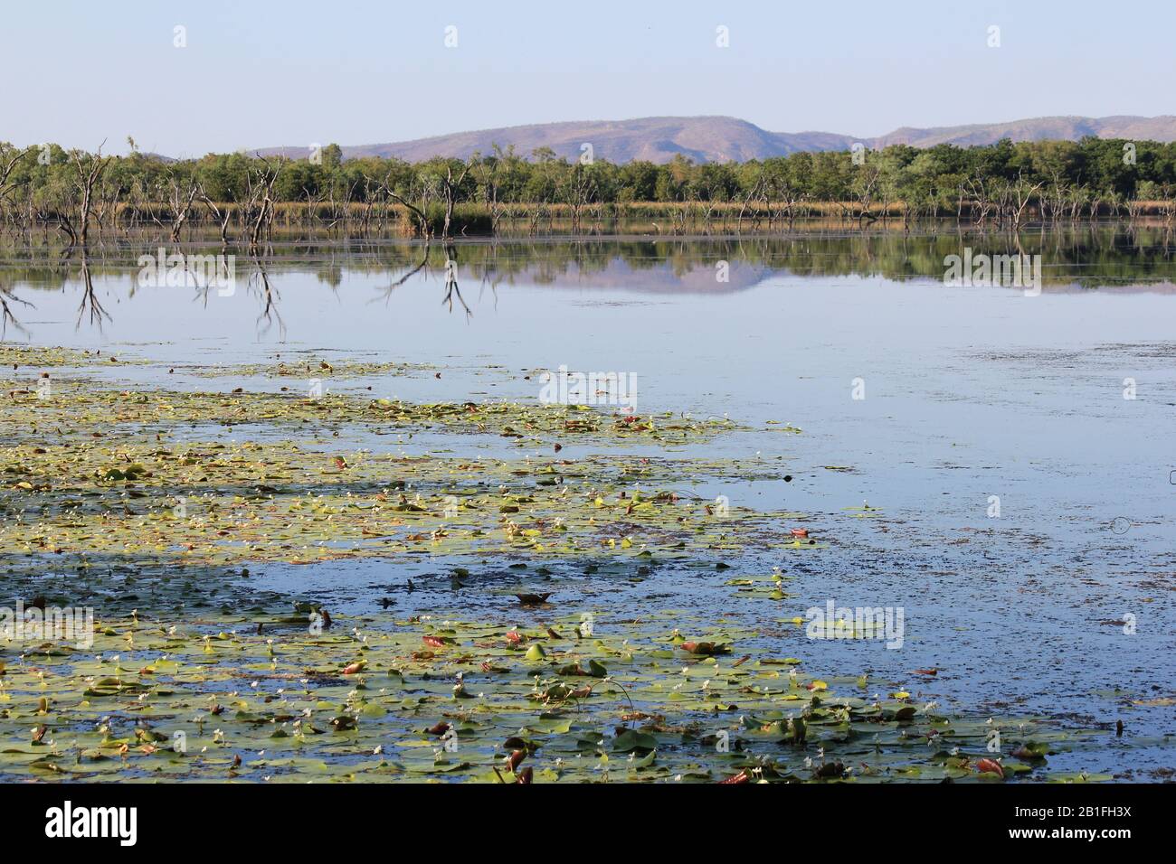 Kununurra Zone Umide Australia Occidentale Foto Stock