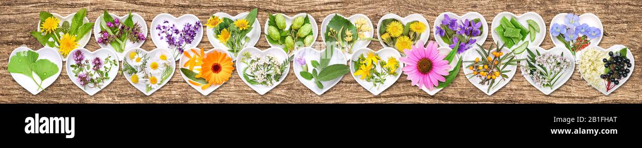 Le piante medicinali più importanti Foto Stock