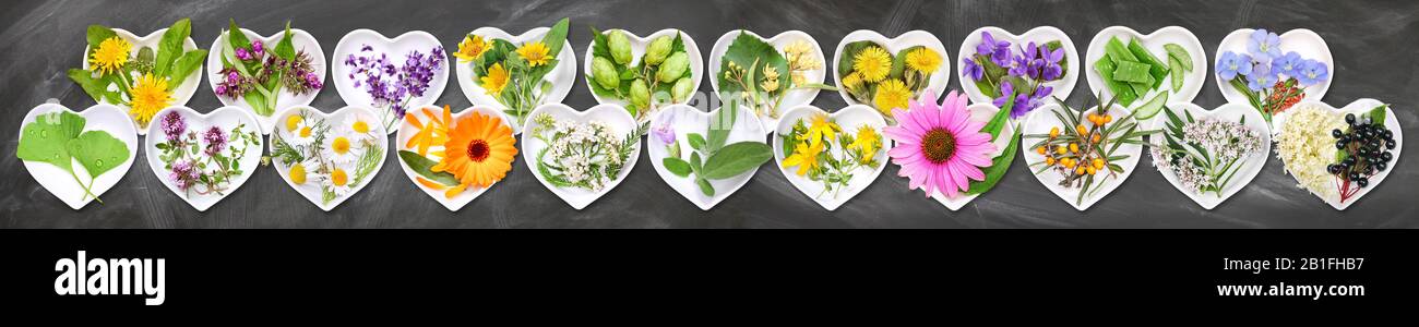 Le piante medicinali più importanti Foto Stock
