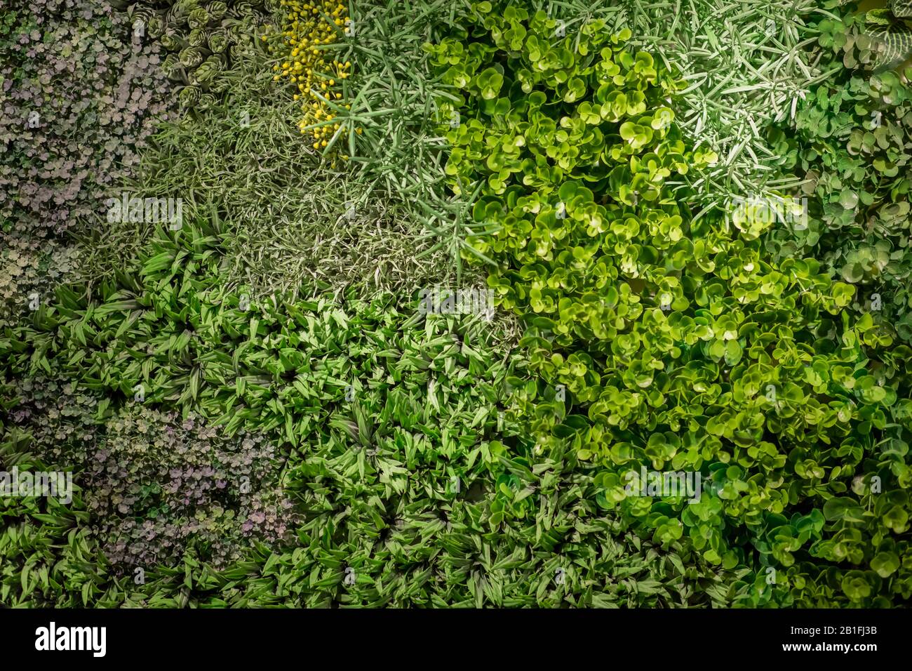 Muro di decorazione di piante verdi artificiali, sfondi viventi Foto Stock