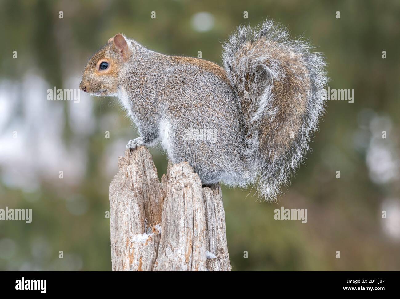 Scoiattolo grigio orientale (sciurus carolinensis), arrampicata su moncone albero, Inverno, e USA, di Dominique Braud/Dembinsky Photo Assoc Foto Stock