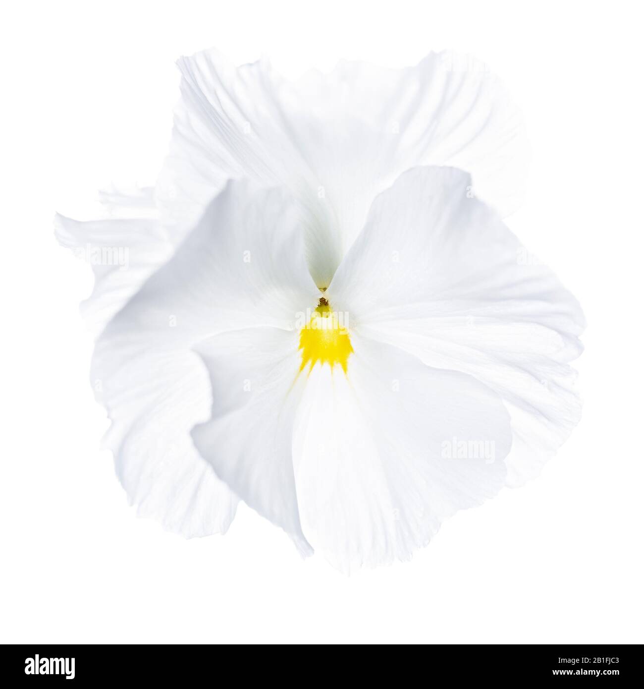 Monolocale con testa di fiore pansy su sfondo bianco Foto Stock