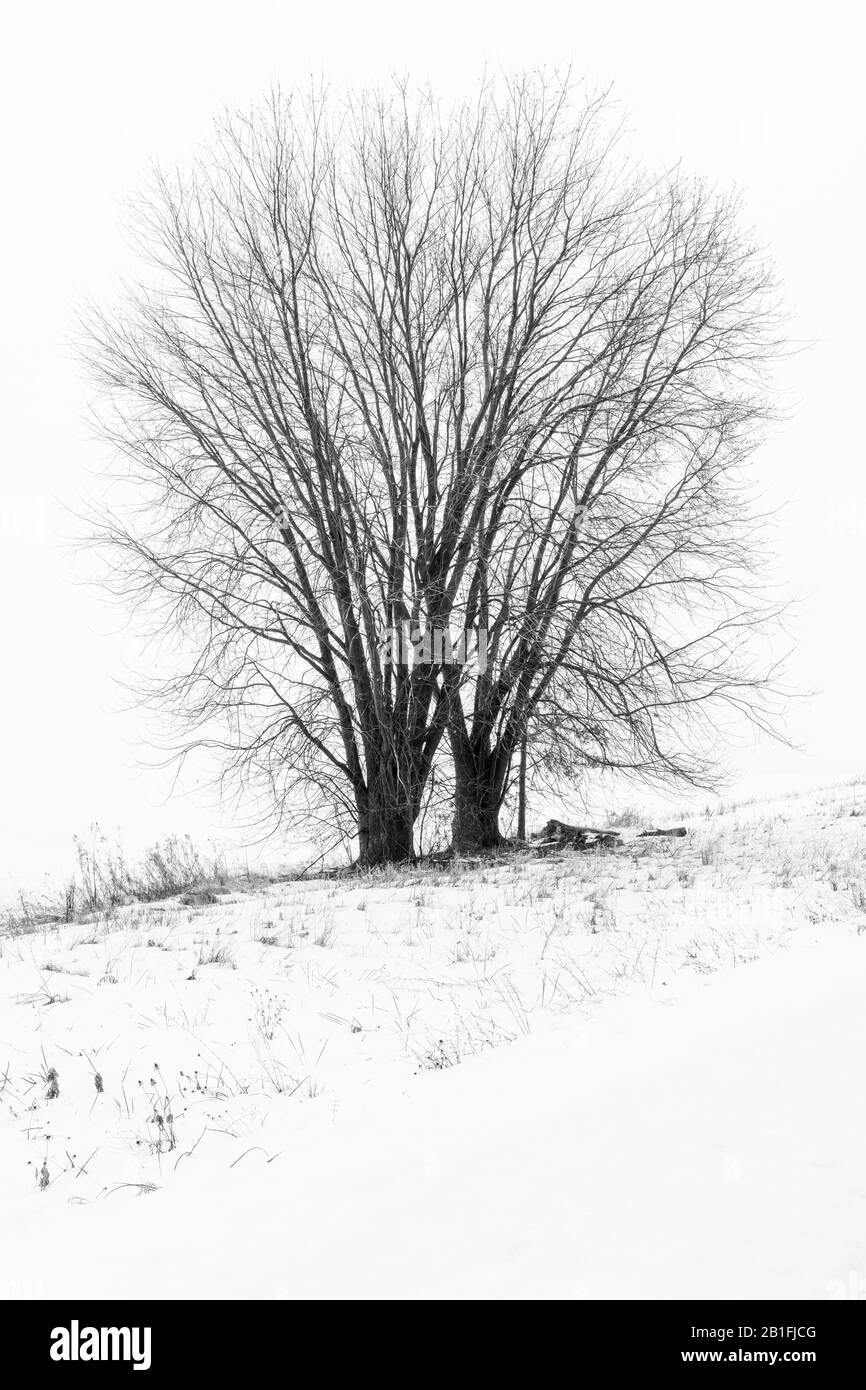 Maple Tree su collina in nebbia meteo, inverno, Nord America orientale, da Dominique Braud/Dembinsky Foto Assoc Foto Stock