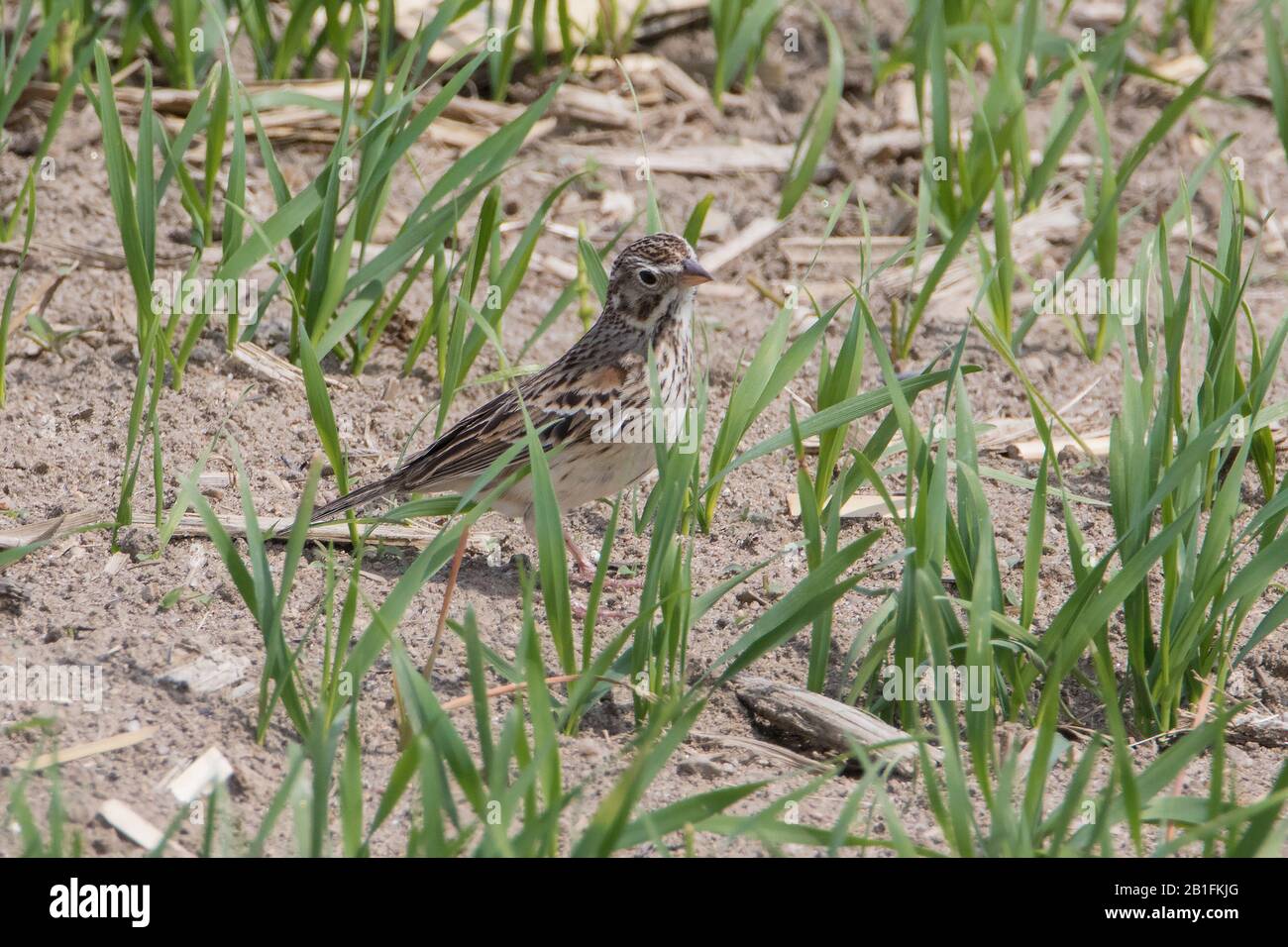 Primo piano di Vesper Sparrow camminando in erba sparsa campo Foto Stock