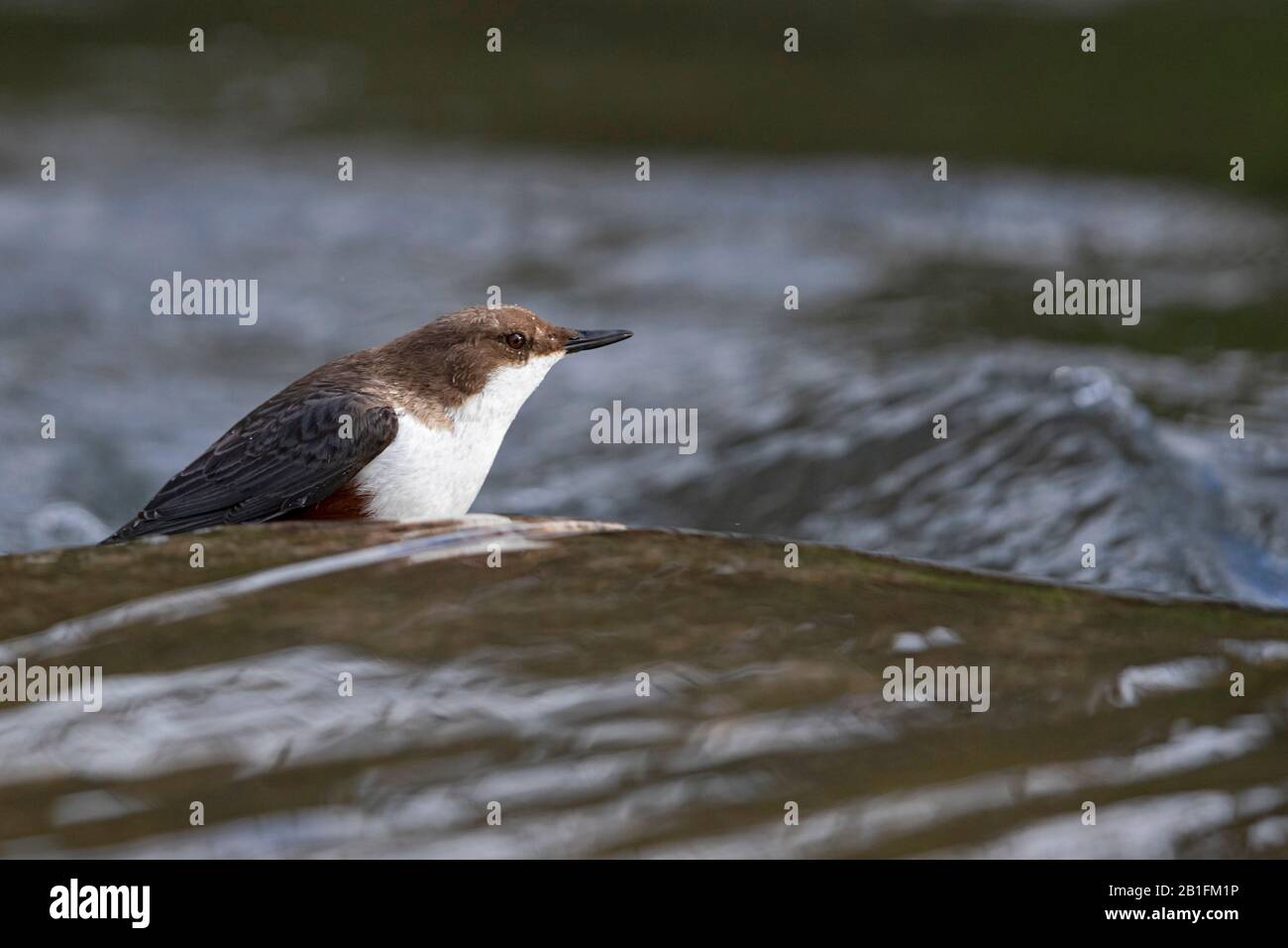 Un Dipper a gola bianca (incluss cinclus) all'ariver Foto Stock