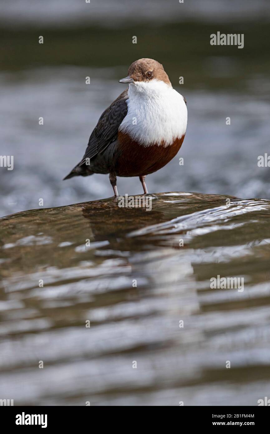 Un Dipper a gola bianca (incluss cinclus) all'ariver Foto Stock