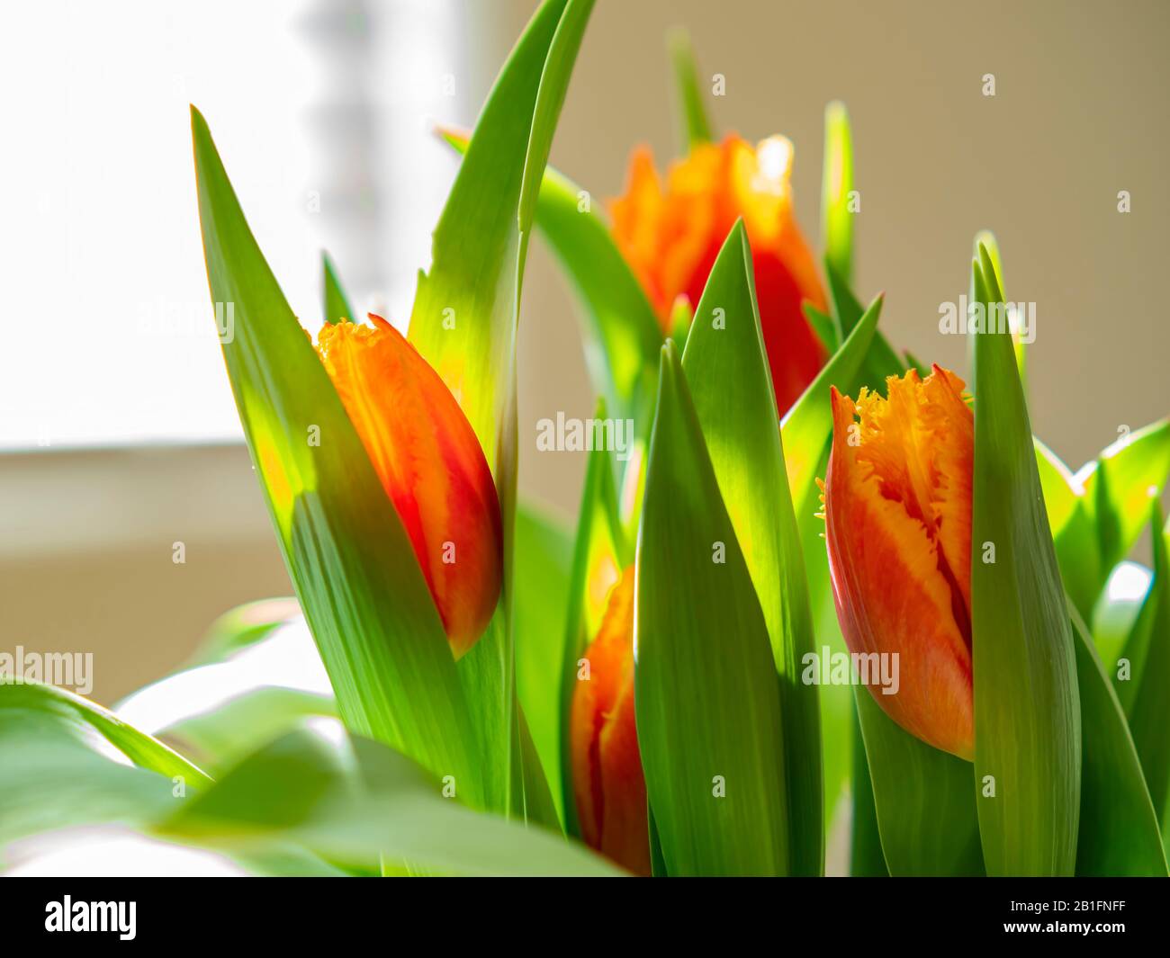 Primo piano di bellissimi tulipani sbocciano in casa giardino, Nevada Foto Stock