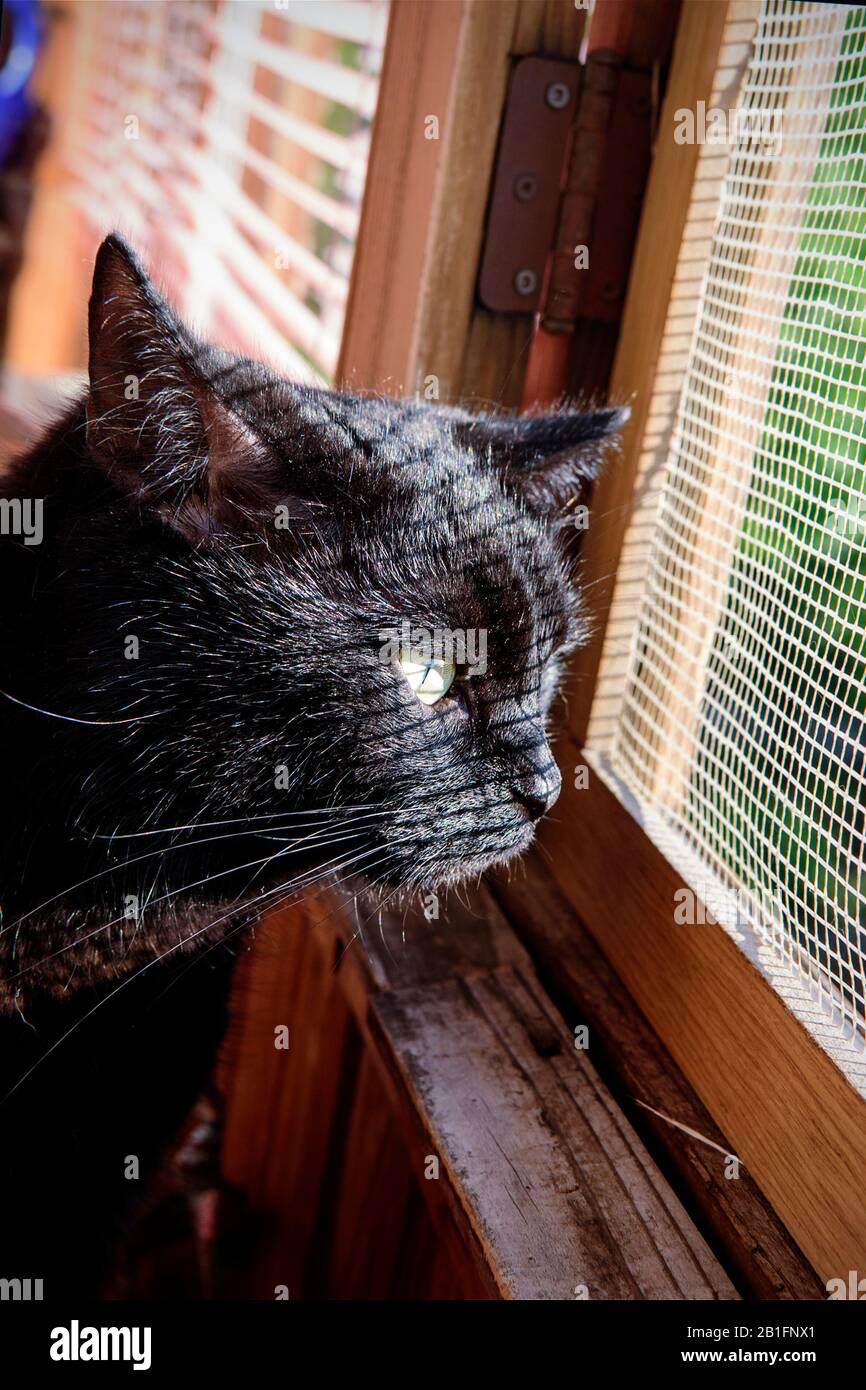 gatto domestico con occhi gialli sulla finestra Foto Stock