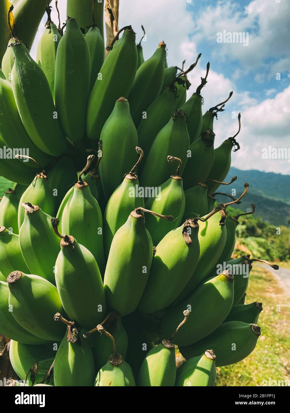 Banana branca con un mazzo di banane verdi che crescono negli altopiani della giungla Foto Stock