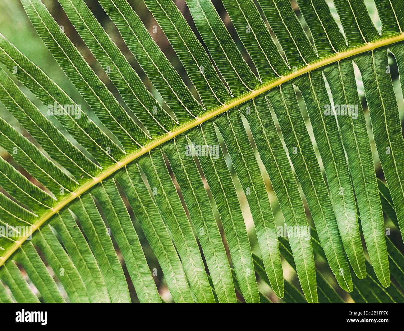 Felci tropicali, sfondo verde frondoso, texture fogliame. Foto Stock