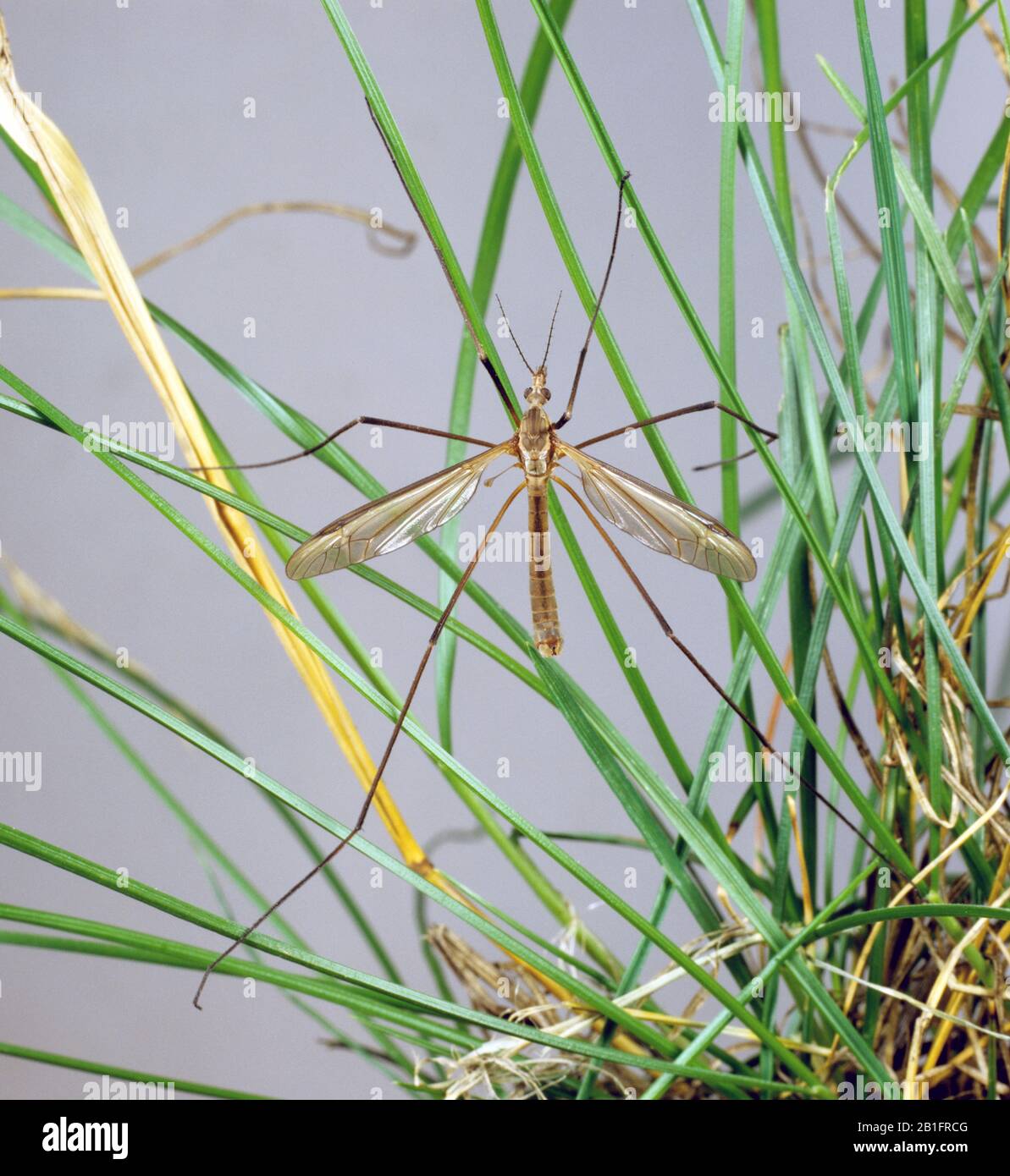 Gru-volare (Tipula oleracea) su erba dopo la schiusa da una larva giacca in similpelle in estate Foto Stock