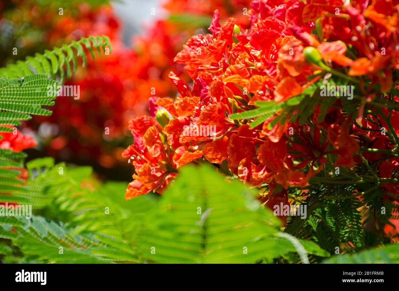 Bellissimi fiori rossi e tropicali. Royal Poinciana o Delonix regia. È anche noto come Flame Tree. Foto Stock Bellissimi fiori rossi e tropicali. Royal Poinciana o Delonix regia. È anche noto come Flame Tree. Foto Stock