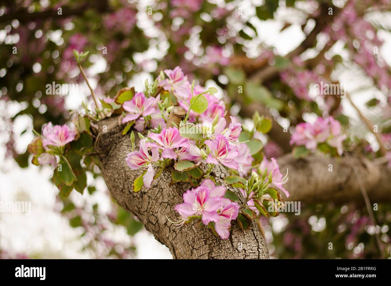 Fiorisce viola Bauhinia, orchid tree. Bauhinia fiori Foto Stock