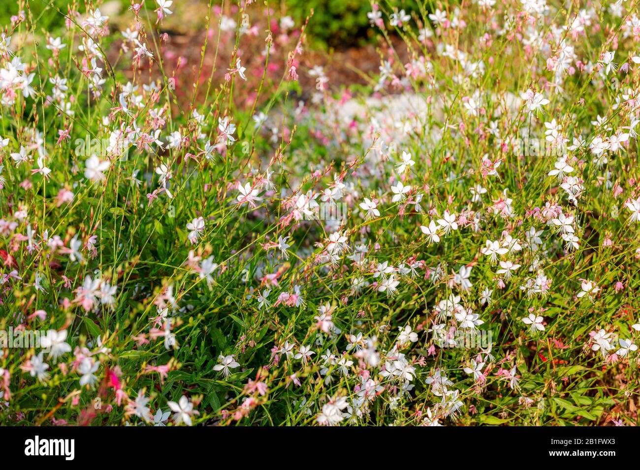 Bianco e rosa Gaura lindheimeri fiore o australiano farfalla Bush. Splendido sfondo floreale. Foto Stock